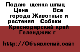 Подаю. щенка шпиц  › Цена ­ 27 000 - Все города Животные и растения » Собаки   . Краснодарский край,Геленджик г.